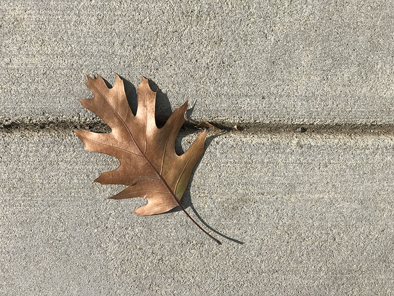 Color Closeup Image of an Autumn Leaf on Sidewalk.